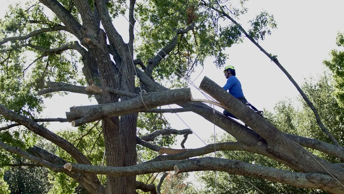 Professional Crown Thinning performed by certified arborists in Keene
