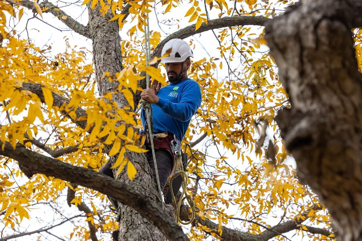 Skilled Tree Trimming crew working in Keene